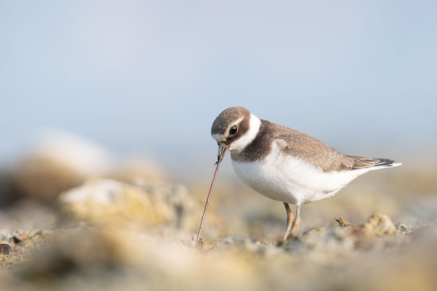 Corriere grosso (Charadrius hiaticula)
